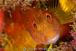 Blenny by Oscar Miralpeix 
